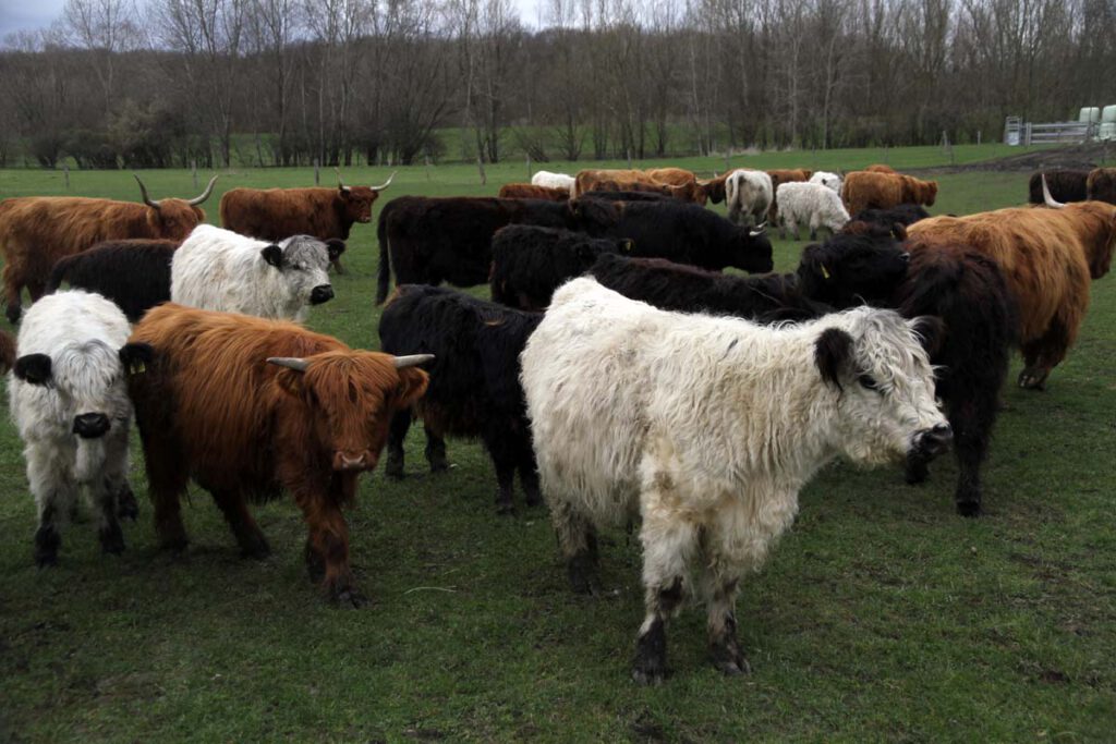 Rund 60 RInder leben im Naturschutzgebiet auf ganz natürliche Weise. Foto: Wagner