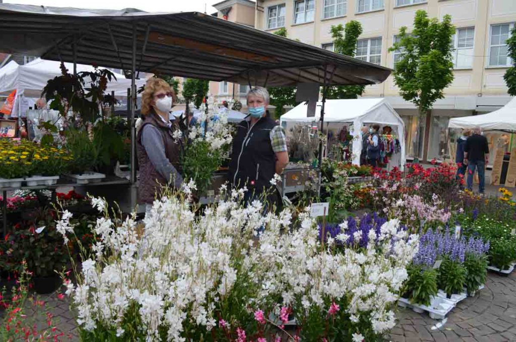 Farbenfrohe Pflanzen begrüßten die Gäste auf dem Marktplatz. Foto: Prokofev
