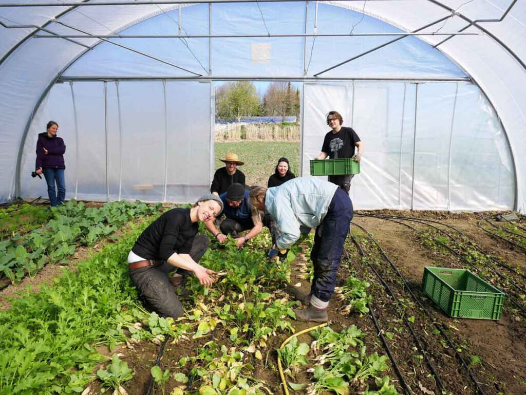 Freitags wird geerntet. Gemeinsame Sache machen Stadtgemüse-Team und Ernteteiler.